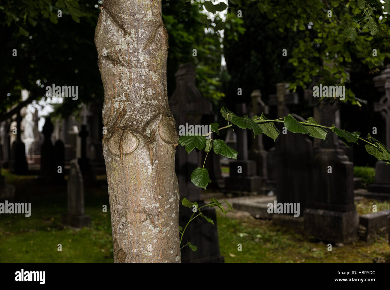 Tree in cemetery Stock Photo Alamy