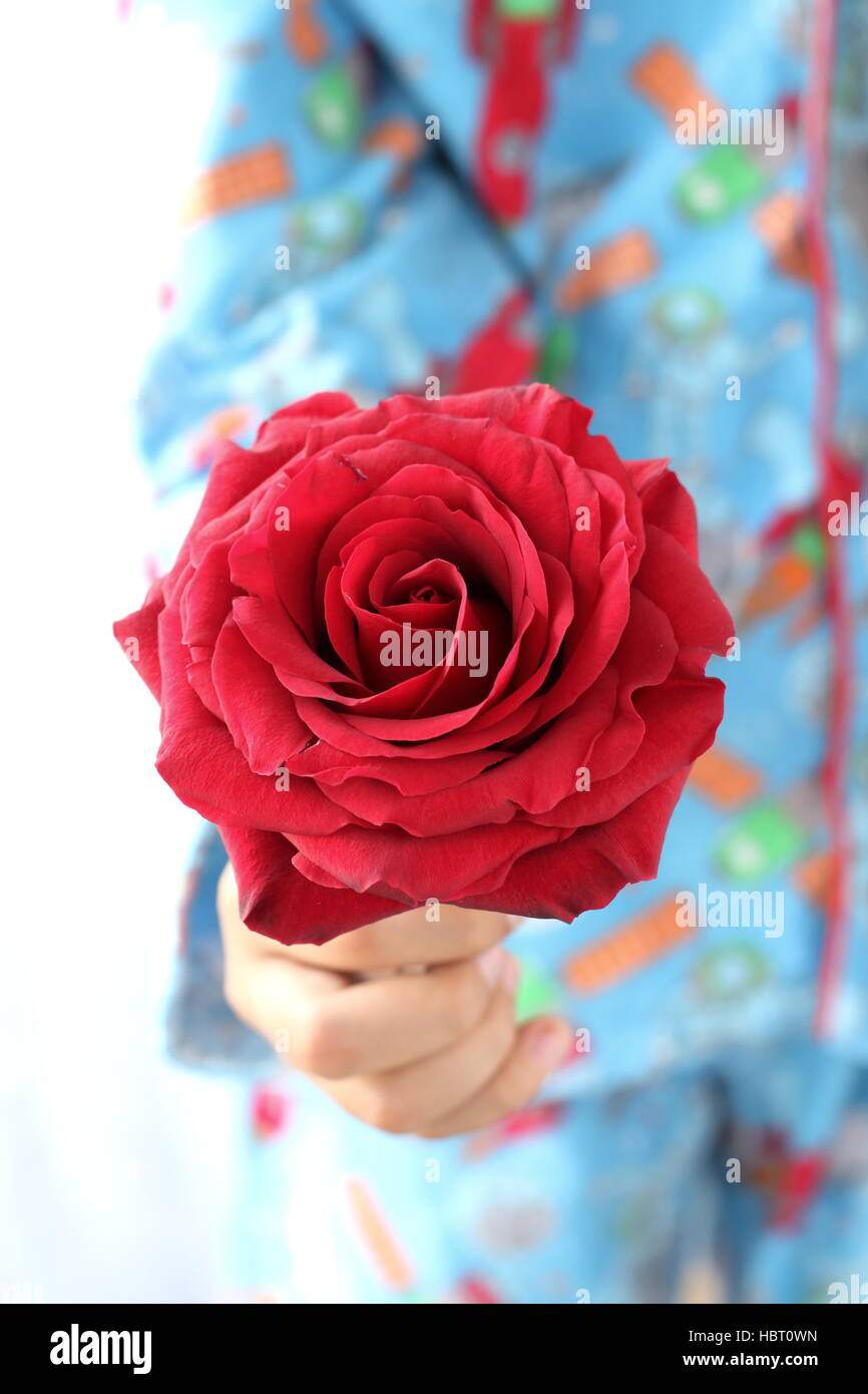 A child holding blooming red rose in hand Stock Photo - Alamy