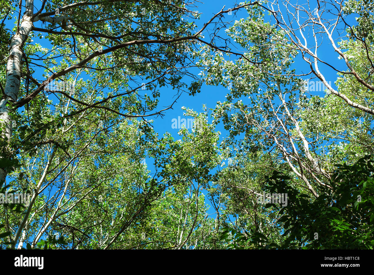 The picture shows the branches of trees against the blue sky Stock ...