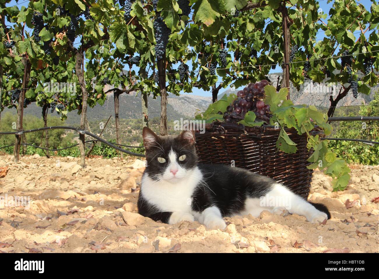 domestic cat, tuxedo, black and white, lies in a vineyard in the Tramuntana Mountains of Mallorca, Baleares Stock Photo