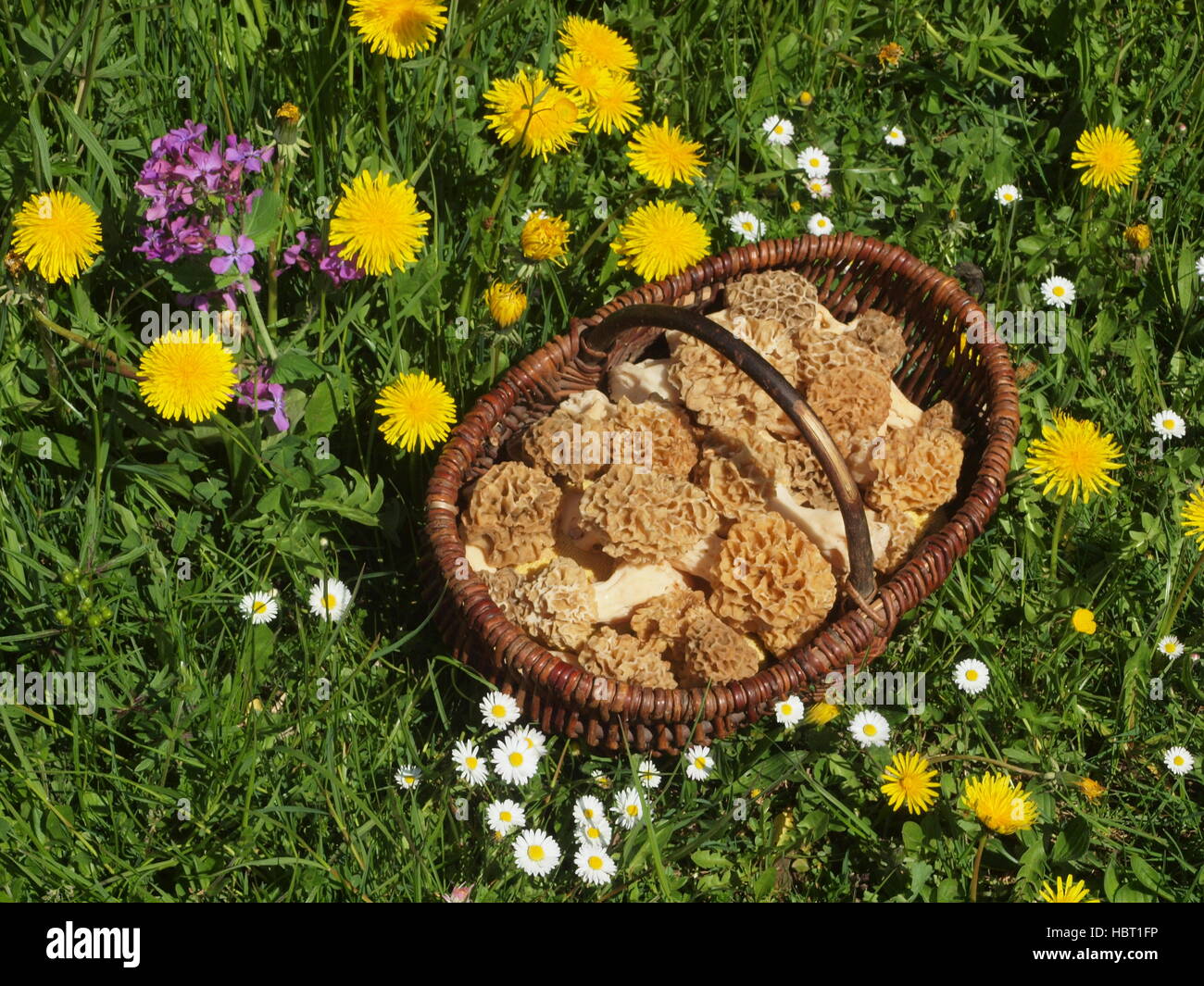 Basket with morels in meadow in Allgäu Stock Photo Alamy