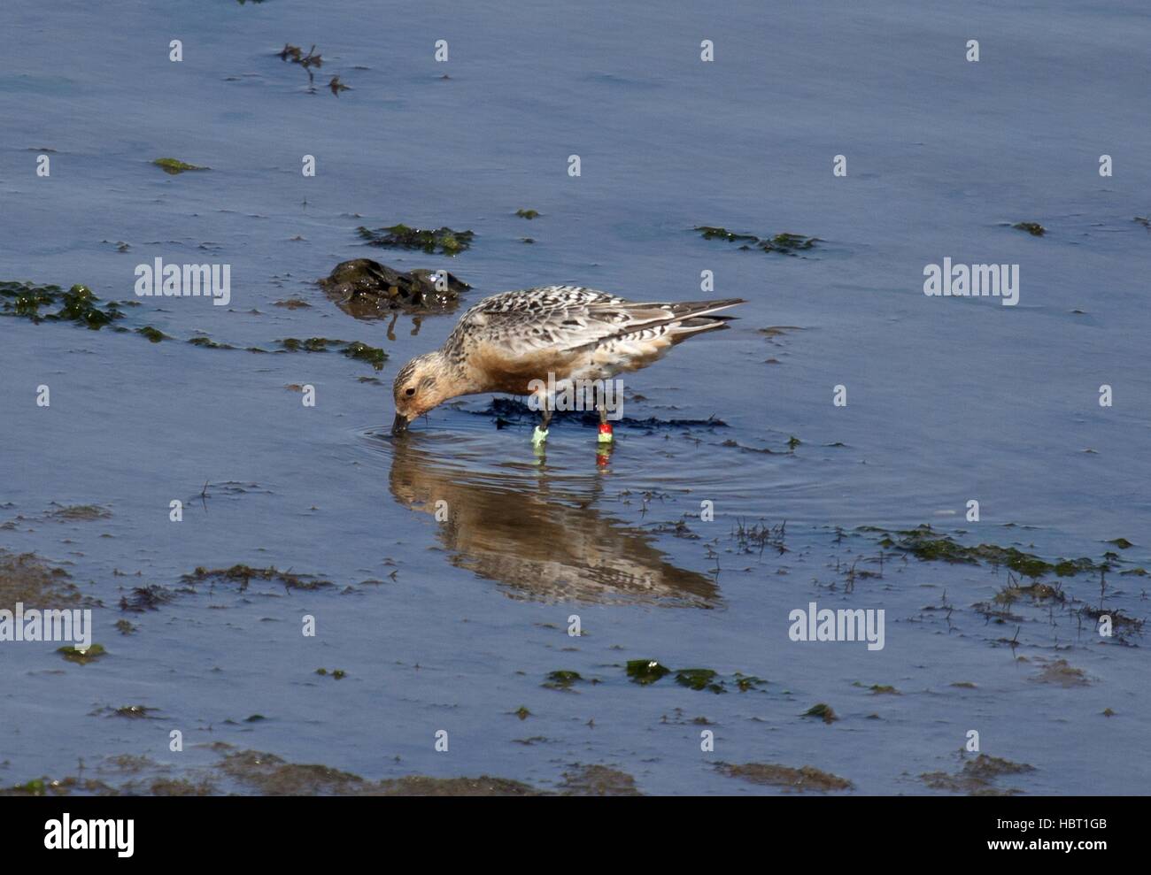 Red Knot Stock Photo