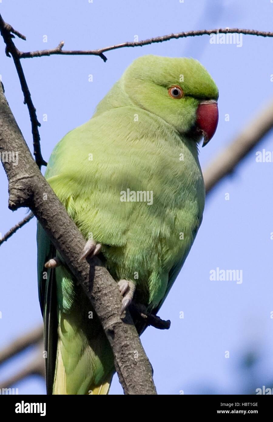 Rose-ringed Parakeet Stock Photo
