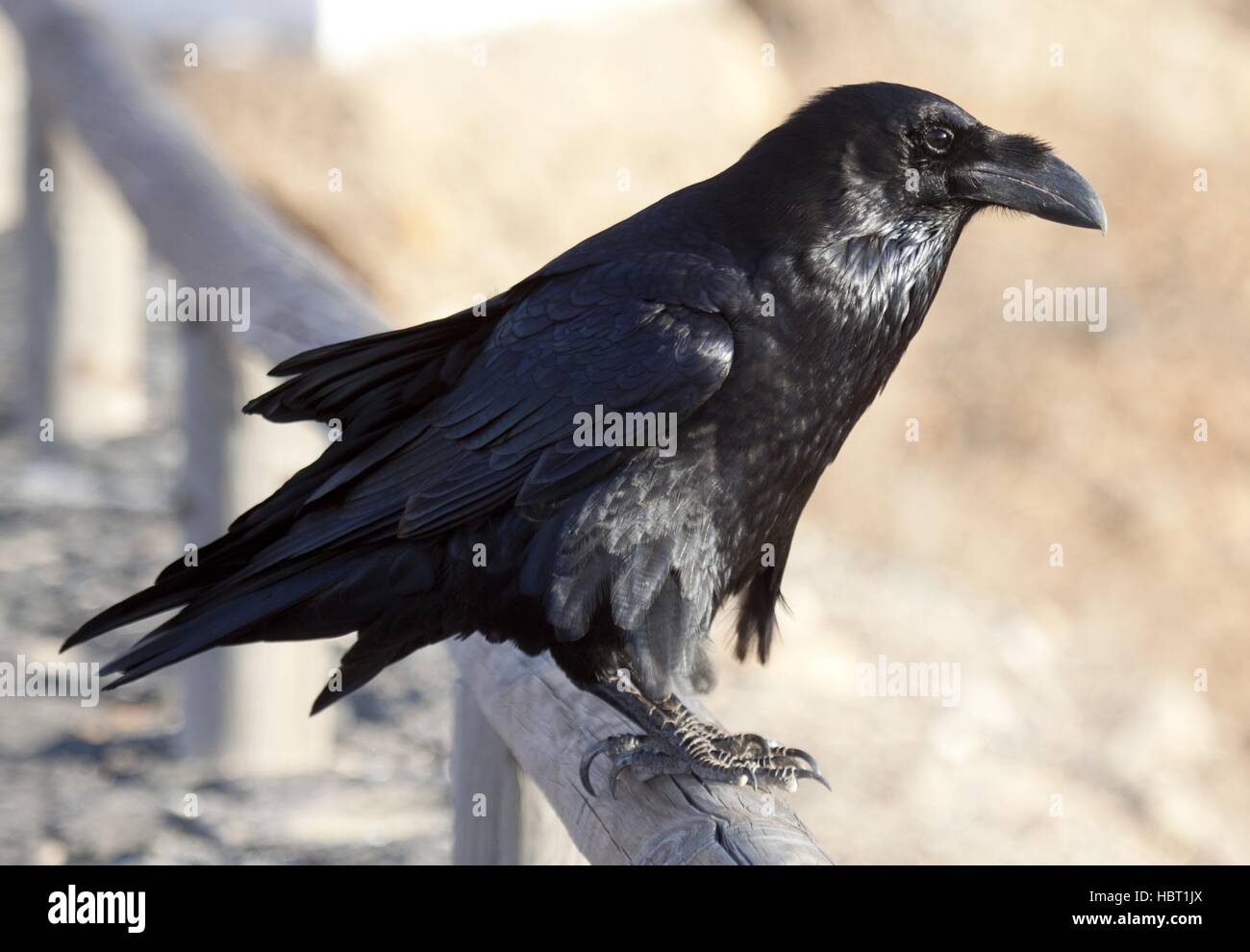 Northern Raven Stock Photo Alamy