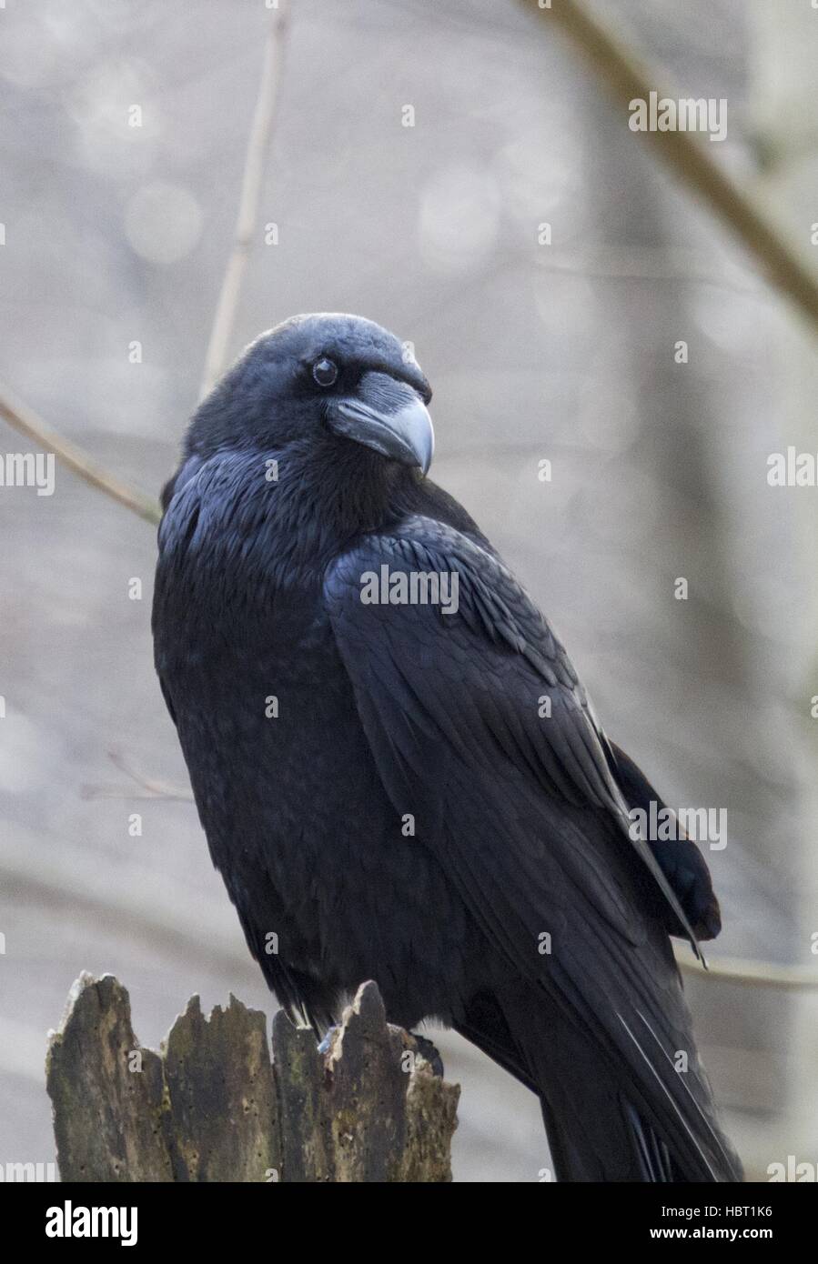 Northern Raven Stock Photo Alamy