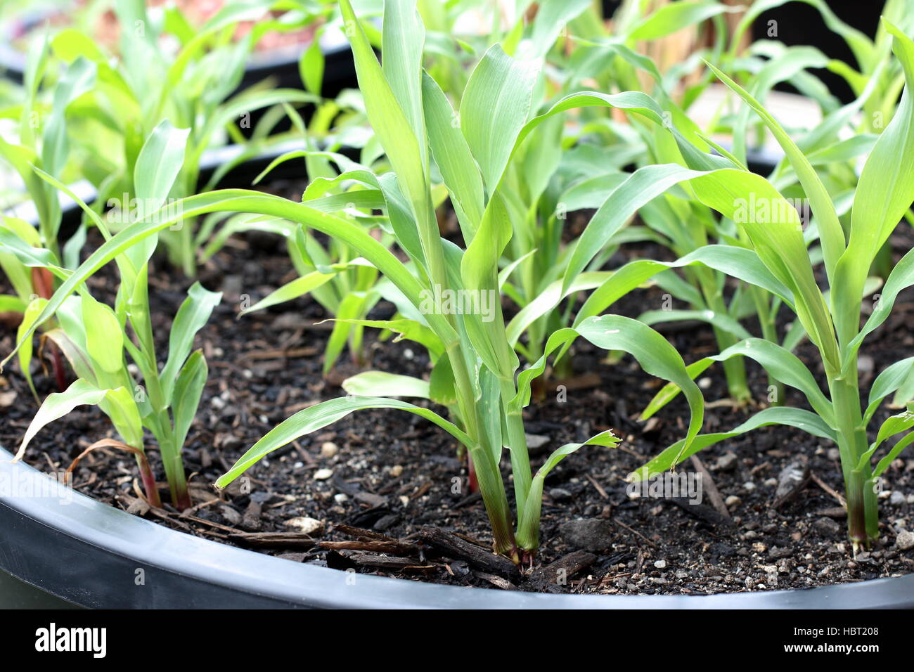 Growing corn in a pot Stock Photo