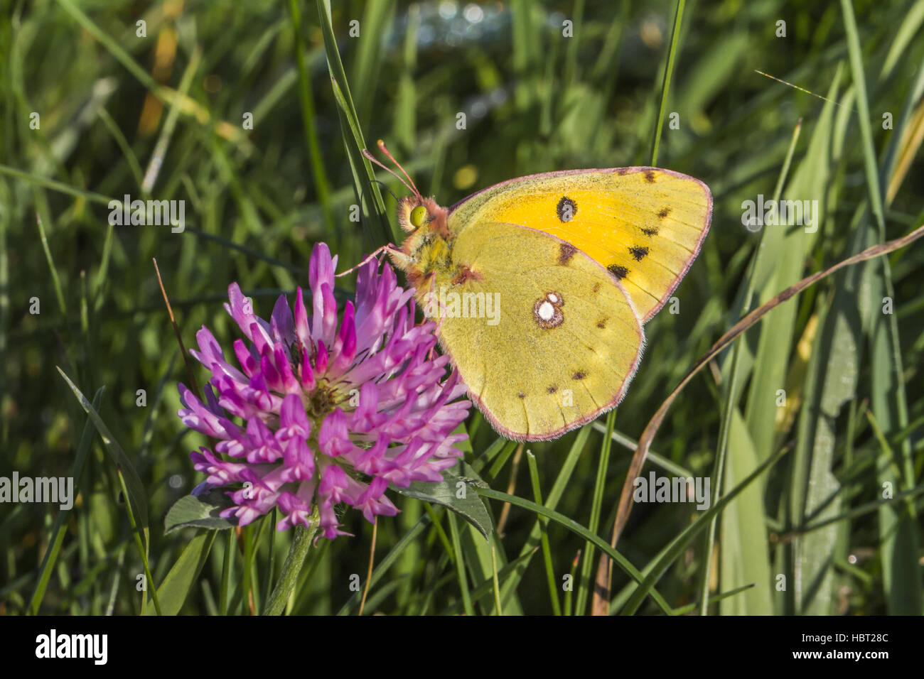 Pale clouded yellow (Colias hyale) Stock Photo