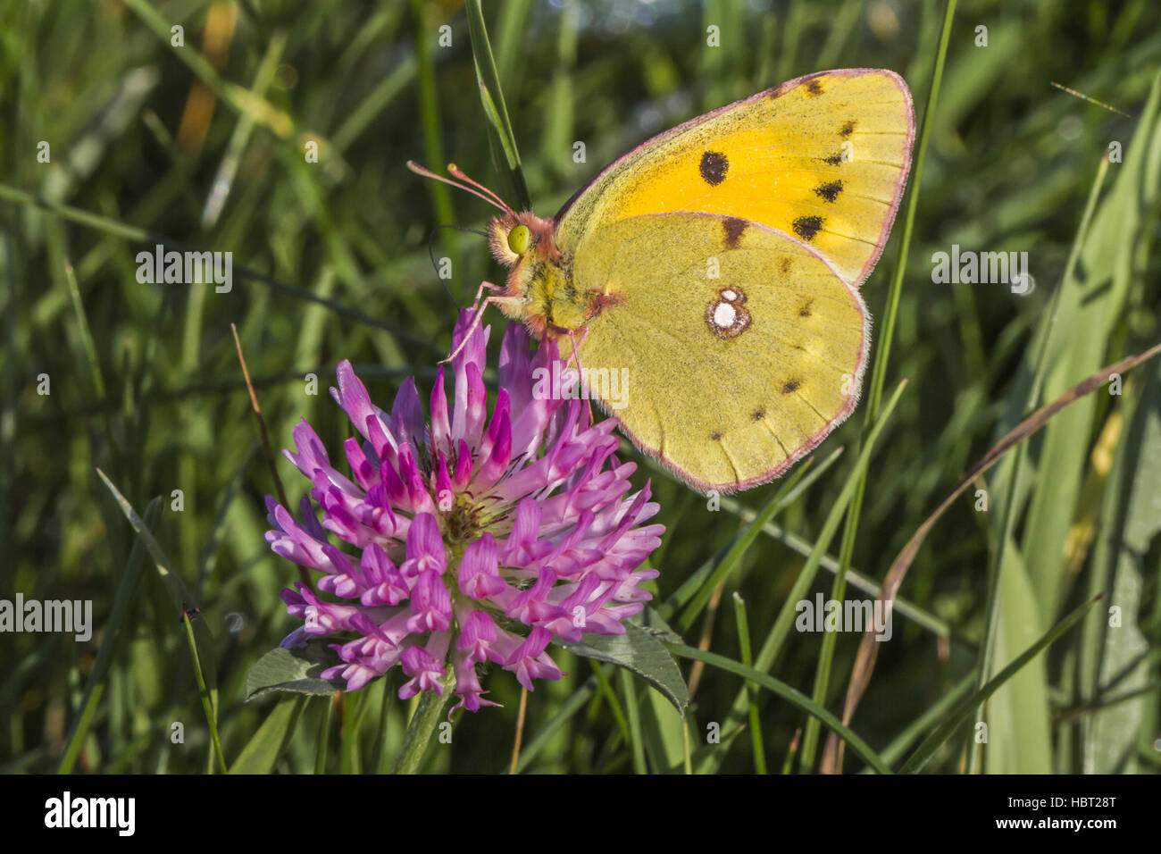 Pale clouded yellow (Colias hyale) Stock Photo