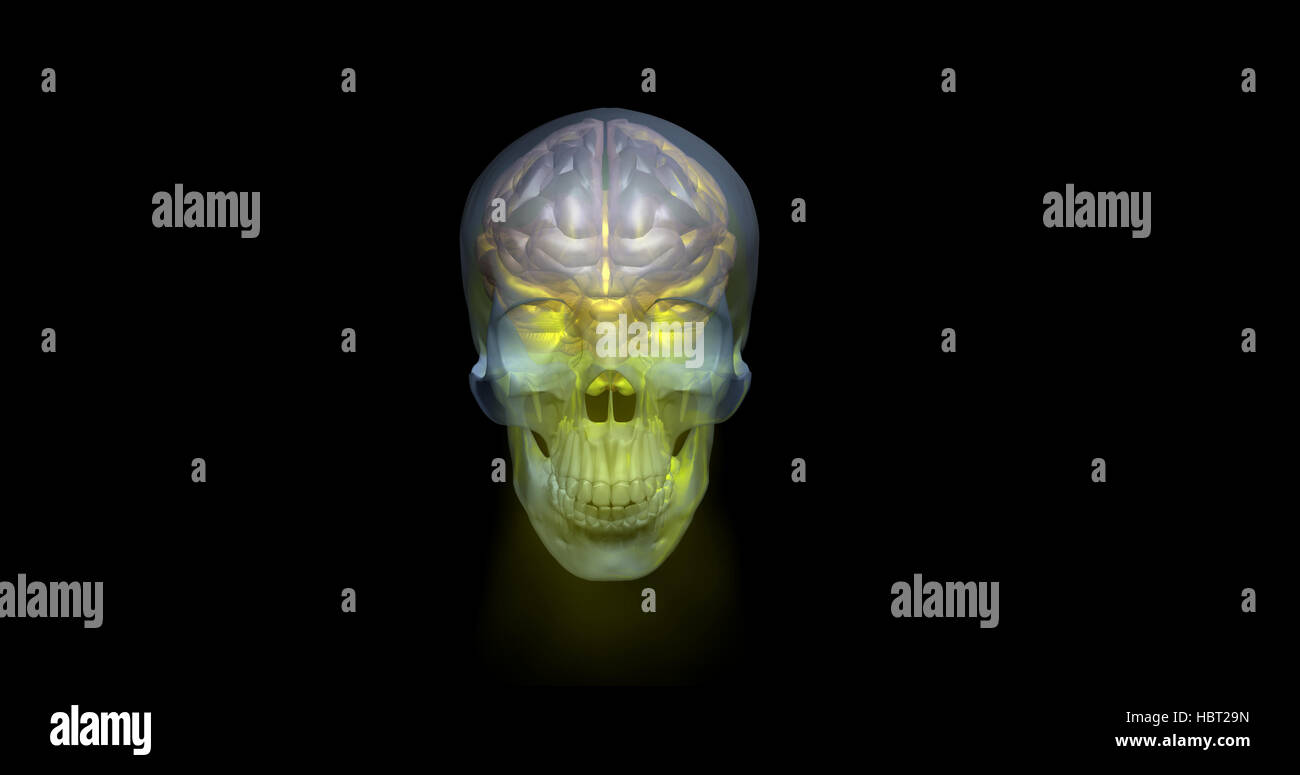 Transparent glowing human skull and brain, 3d render Stock Photo
