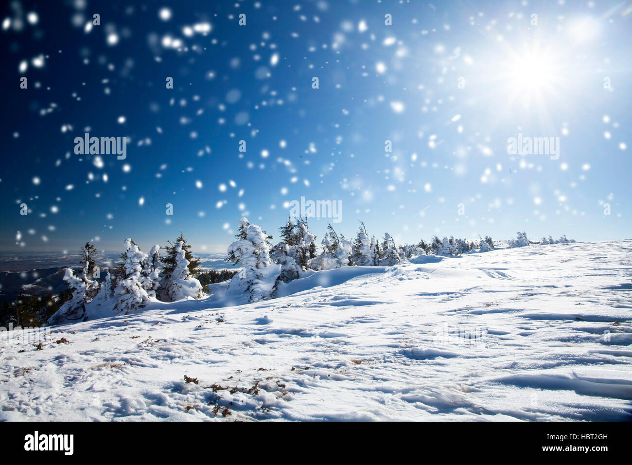 Christmas background with snowy fir trees and snowfall Stock Photo - Alamy