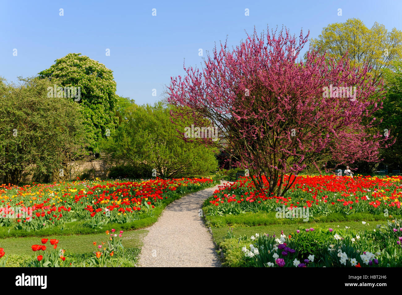 Weinheim Garden Hermannshof With Tulips And Blooming Tree Stock