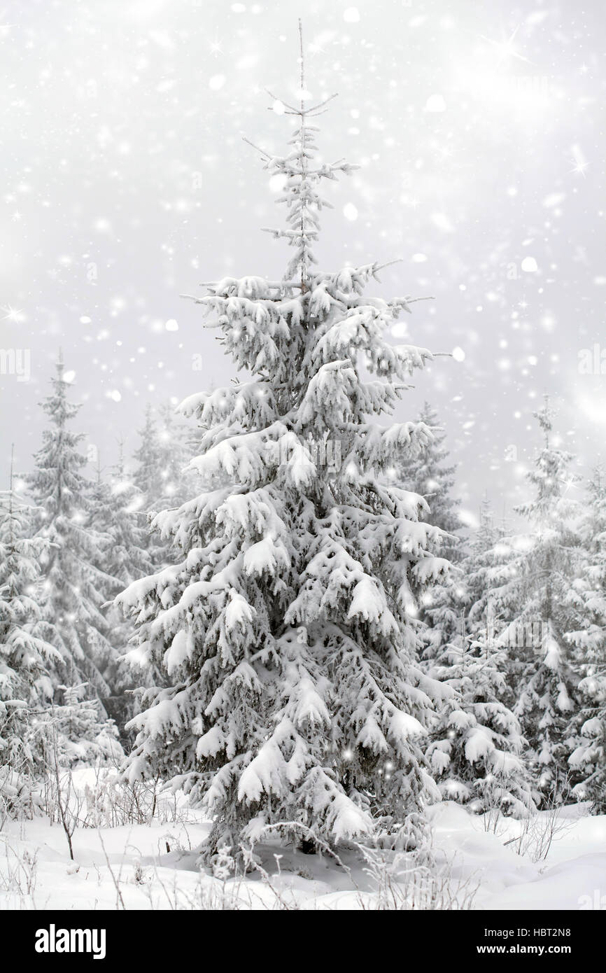 Christmas background with snowy fir trees and snowfall Stock Photo - Alamy