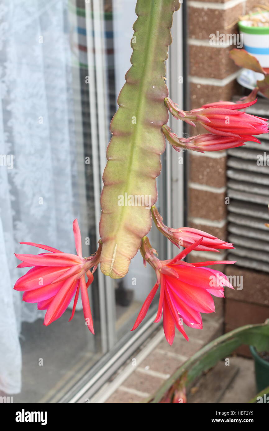 Epiphyllum or orchid cactus  flowers in full bloom Stock Photo