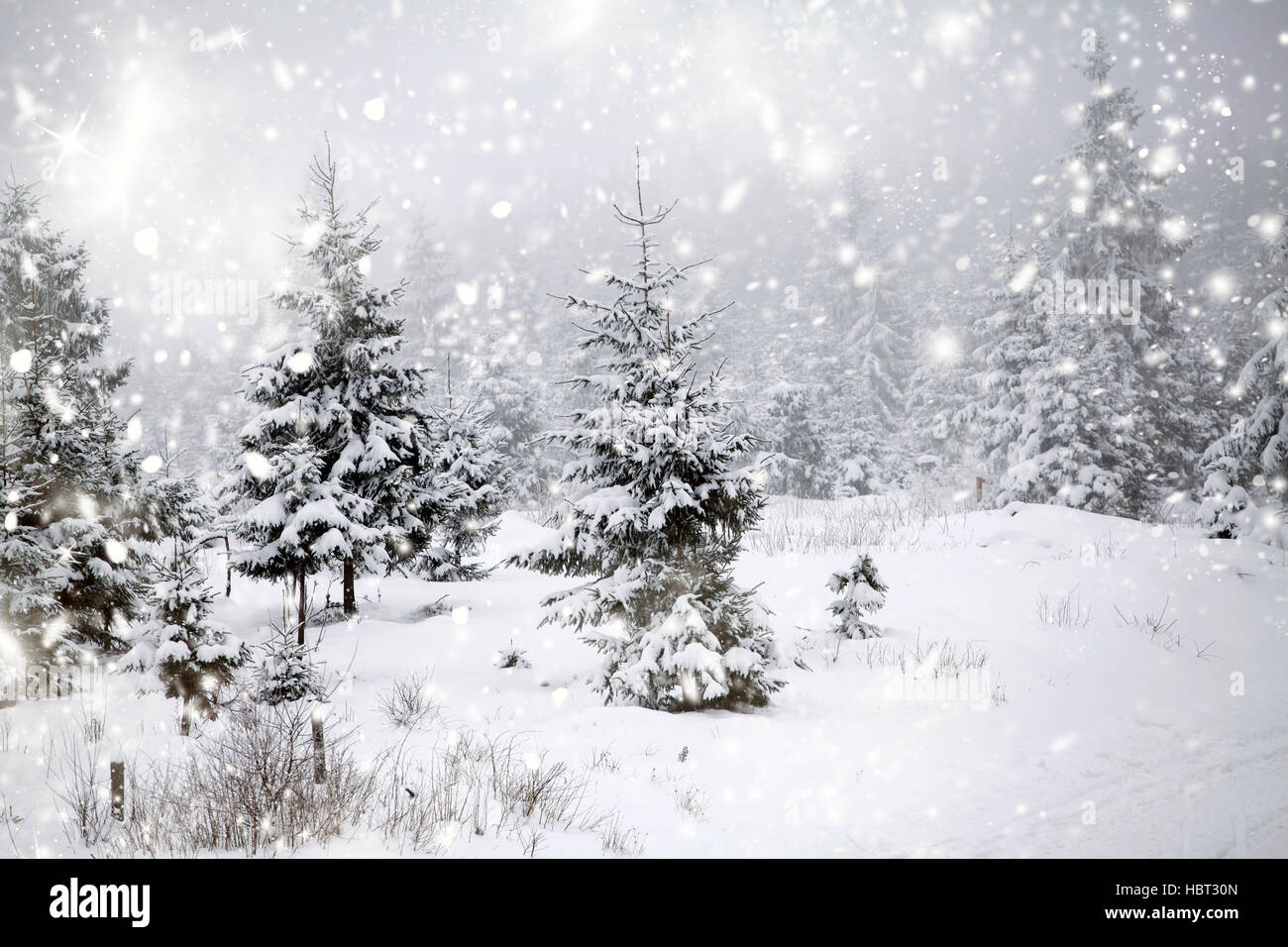 Christmas background with snowy fir trees and snowfall Stock Photo - Alamy