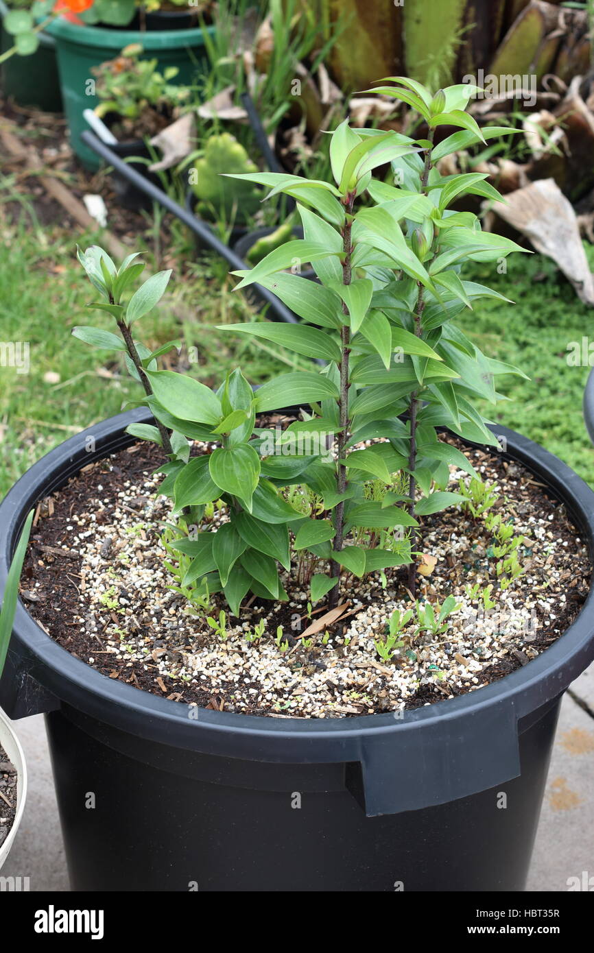 Growing Oriental Lilium or Lilies in a pot Stock Photo