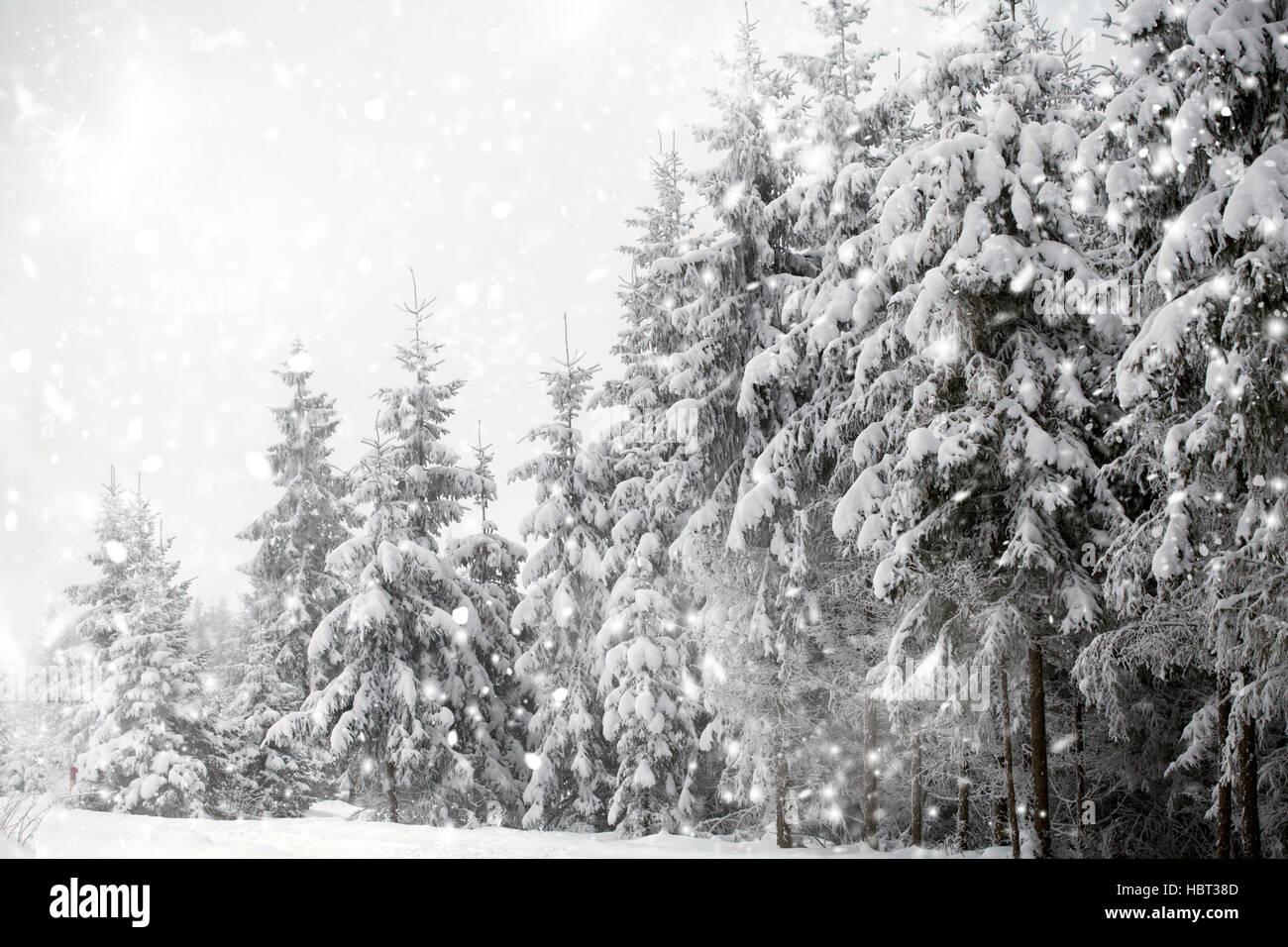 Christmas background with snowy fir trees and snowfall Stock Photo - Alamy