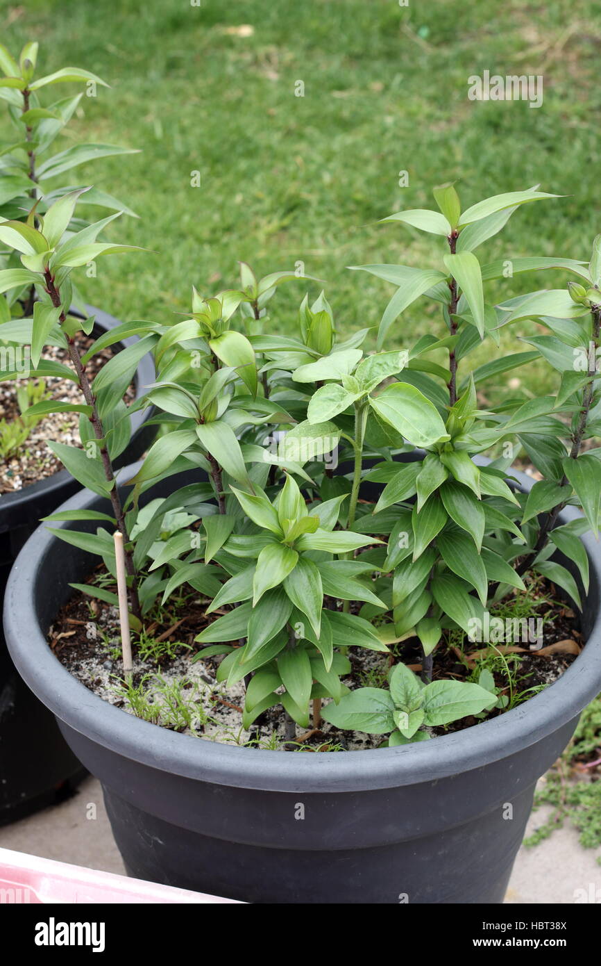 Growing Oriental Lilium or Lilies in a pot Stock Photo Alamy