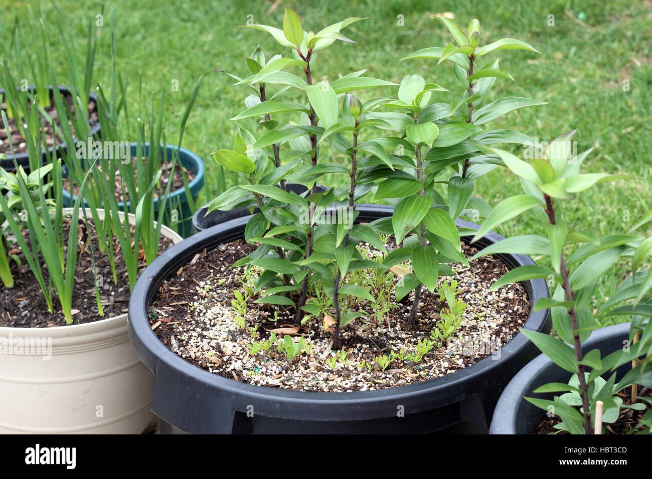 Growing Oriental Lilium or Lilies in a pot Stock Photo Alamy