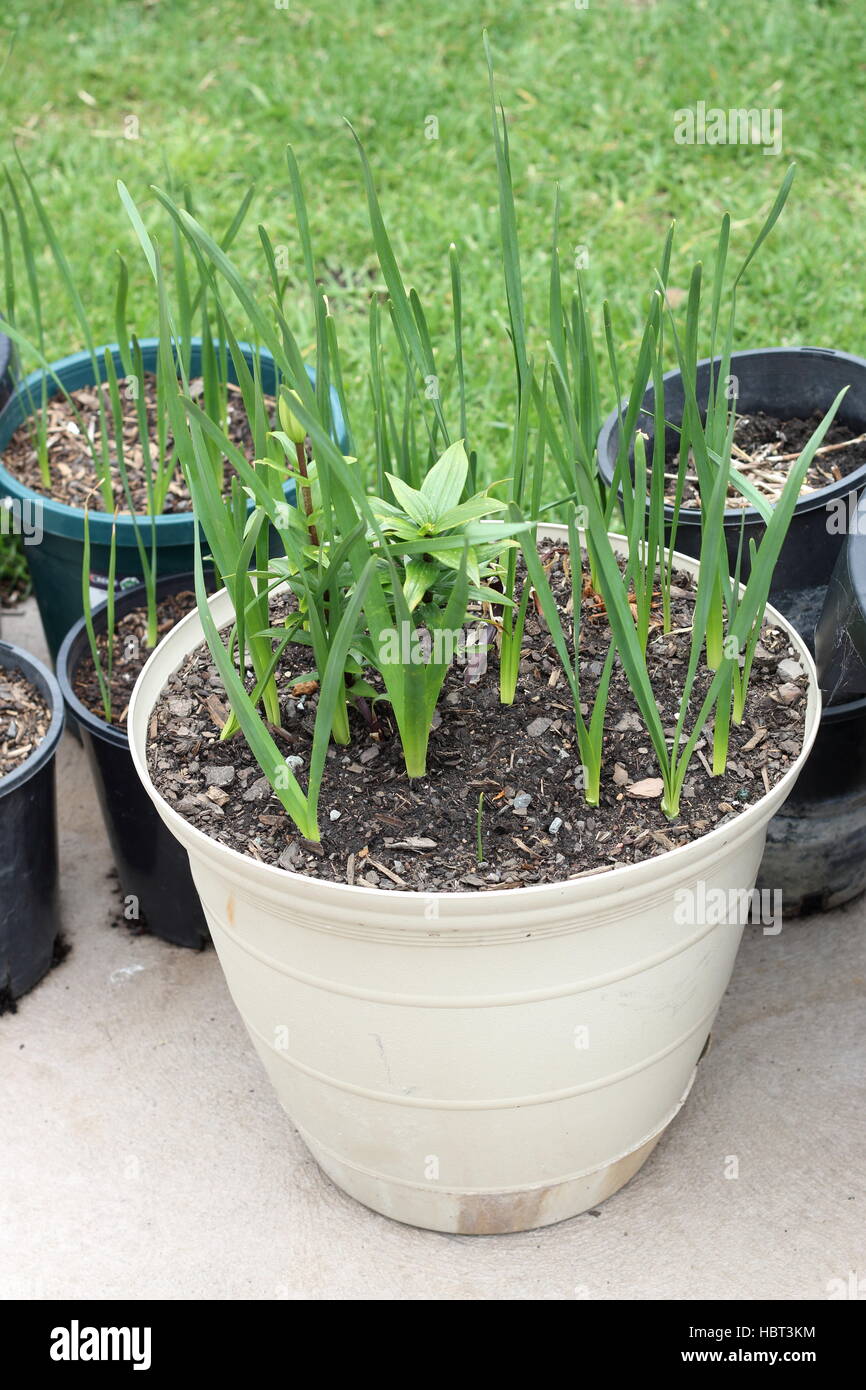 Growing Jonquils and Oriental Lilium or Lilies in a pot Stock Photo