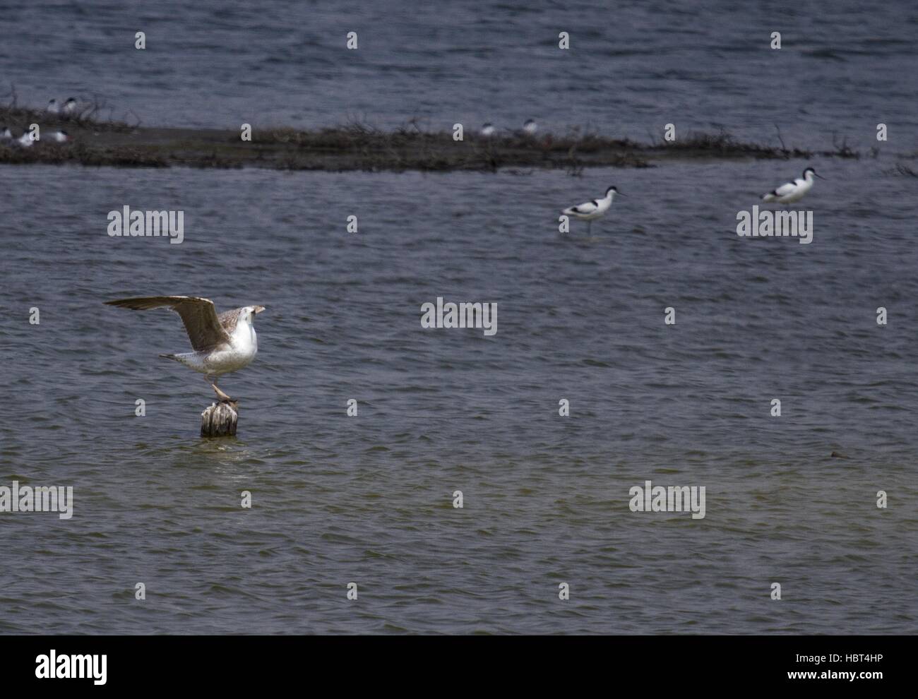 Caspian Gull in Vadu, Romania Stock Photo