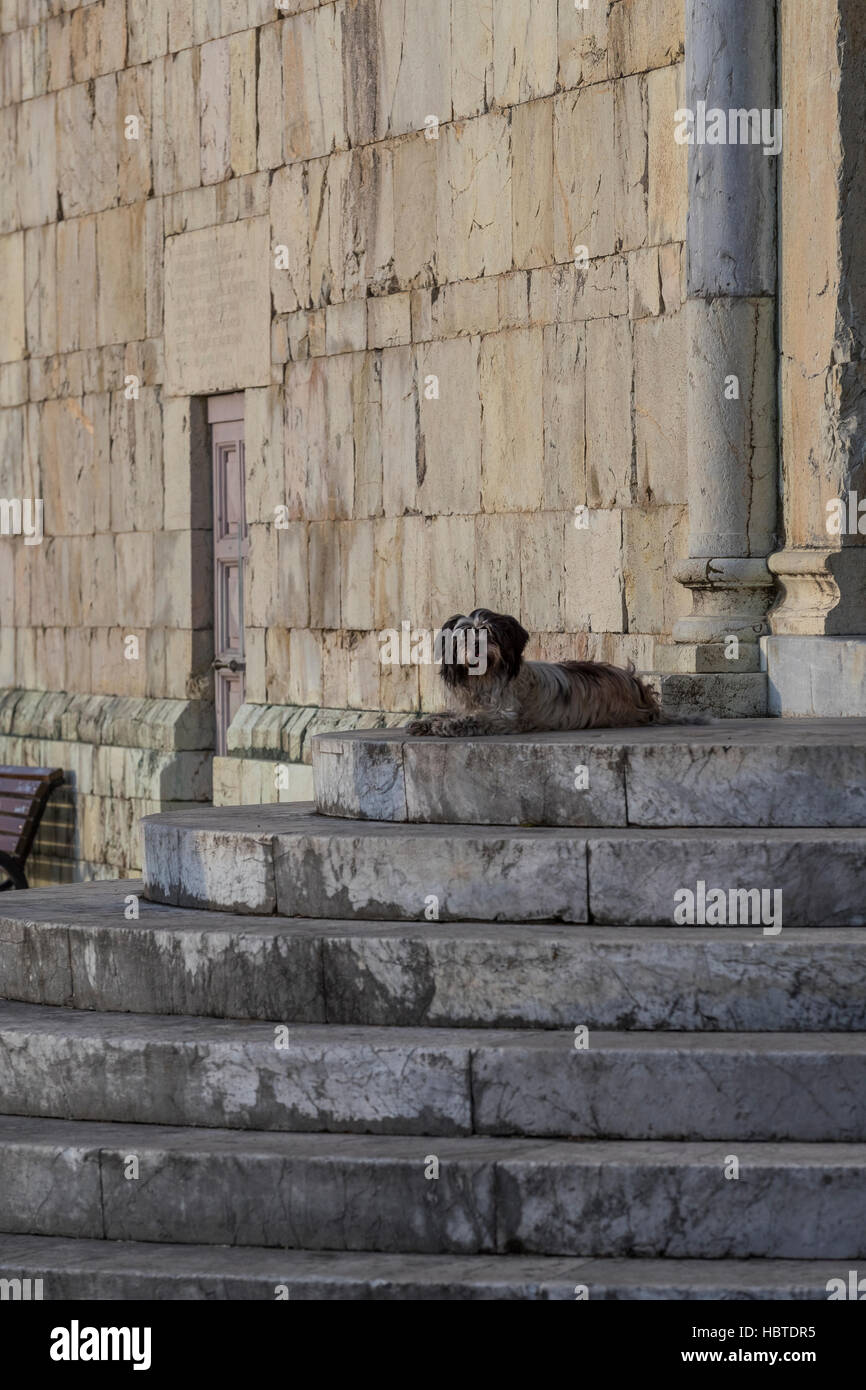 A dog waits on the steps. Duomo Di S. Cristoforo. The medieval hilltop town of Barga, in Tuscany, Italy. Stock Photo