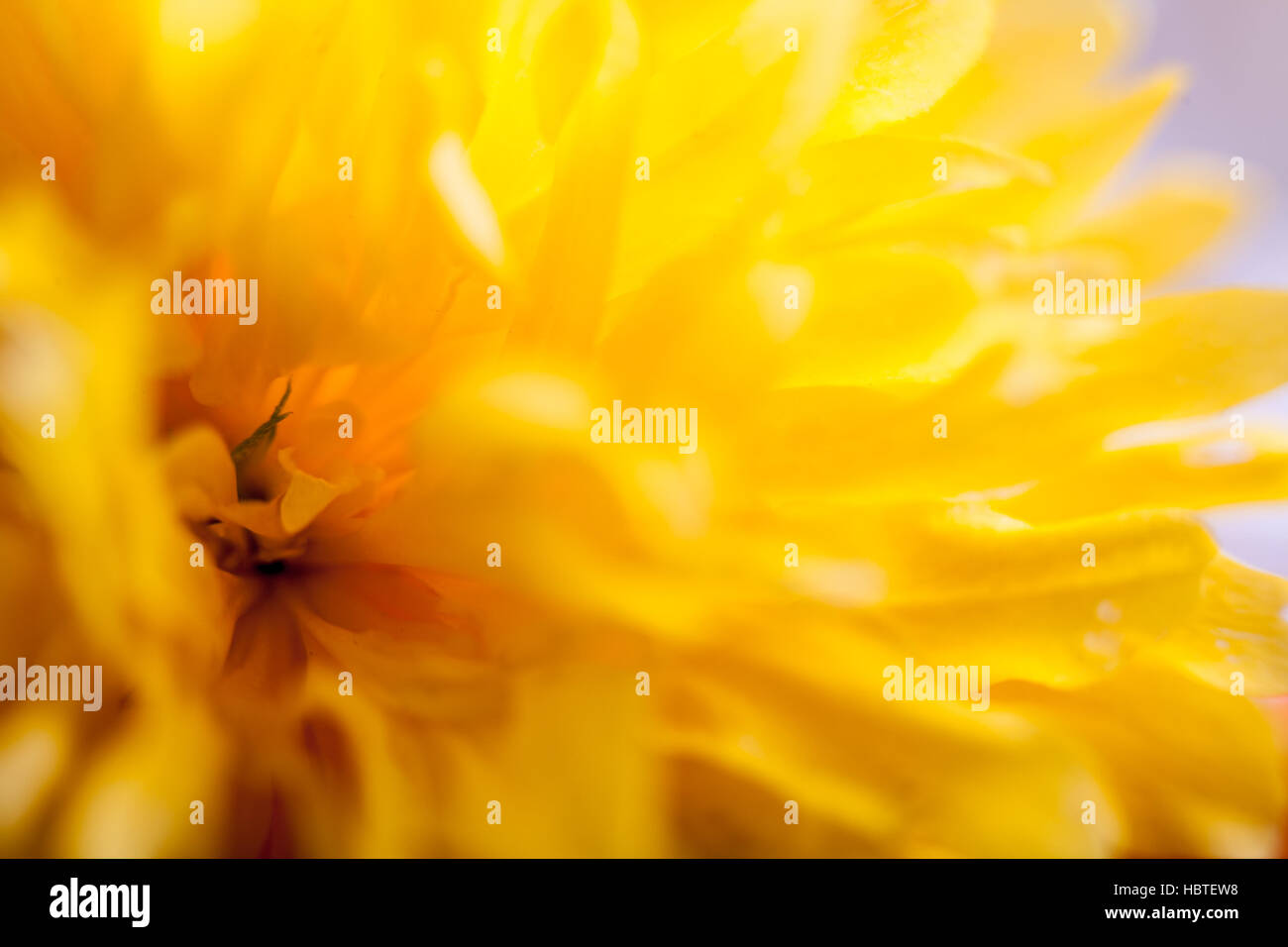 Yellow Flower Background