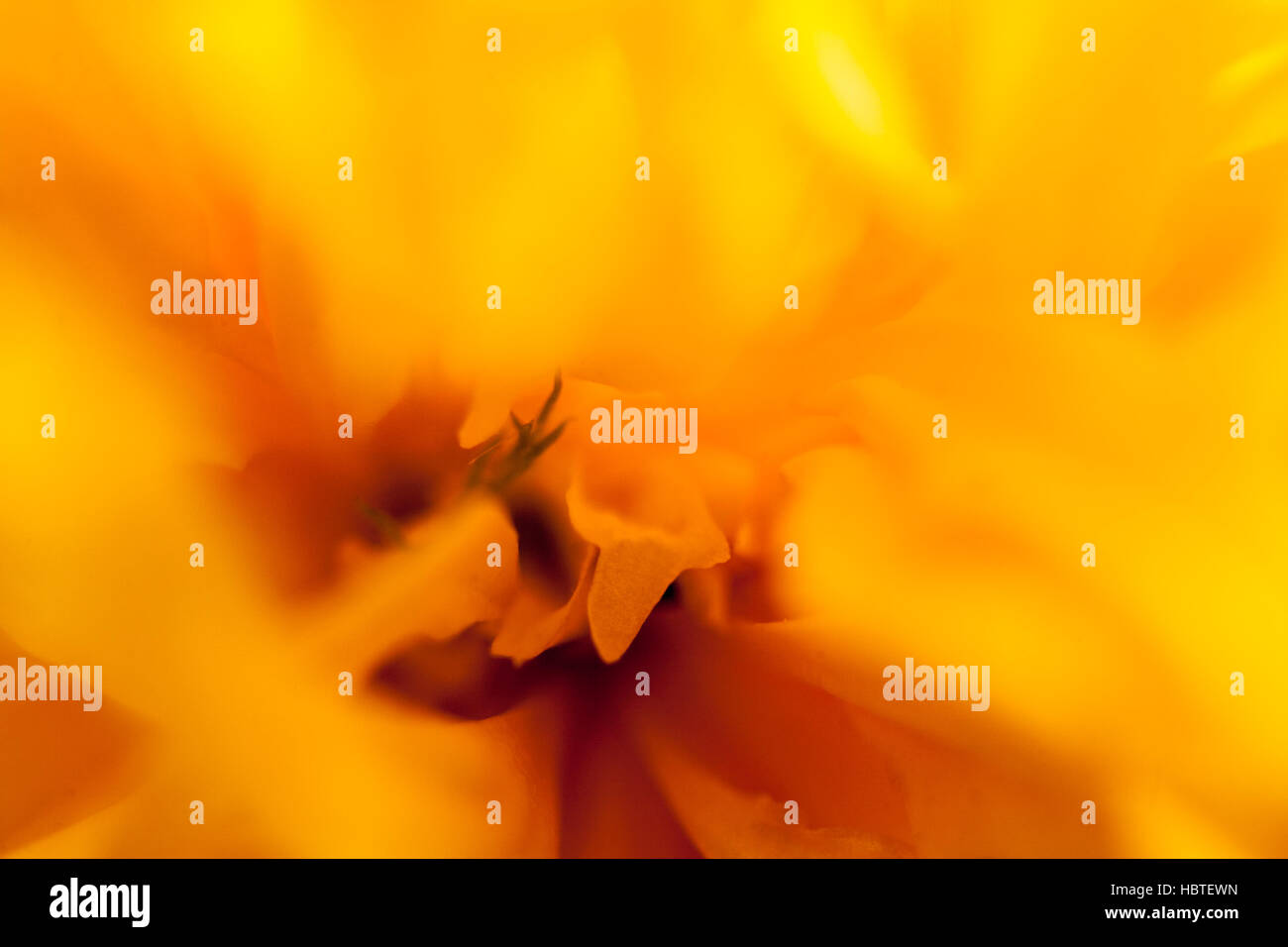 Yellow flower background Stock Photo - Alamy