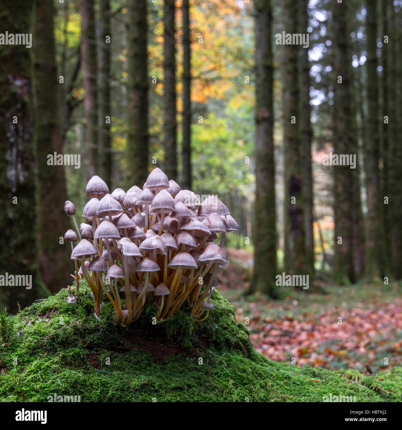 A cluster of Mycena fungi growing in a woodland Stock Photo