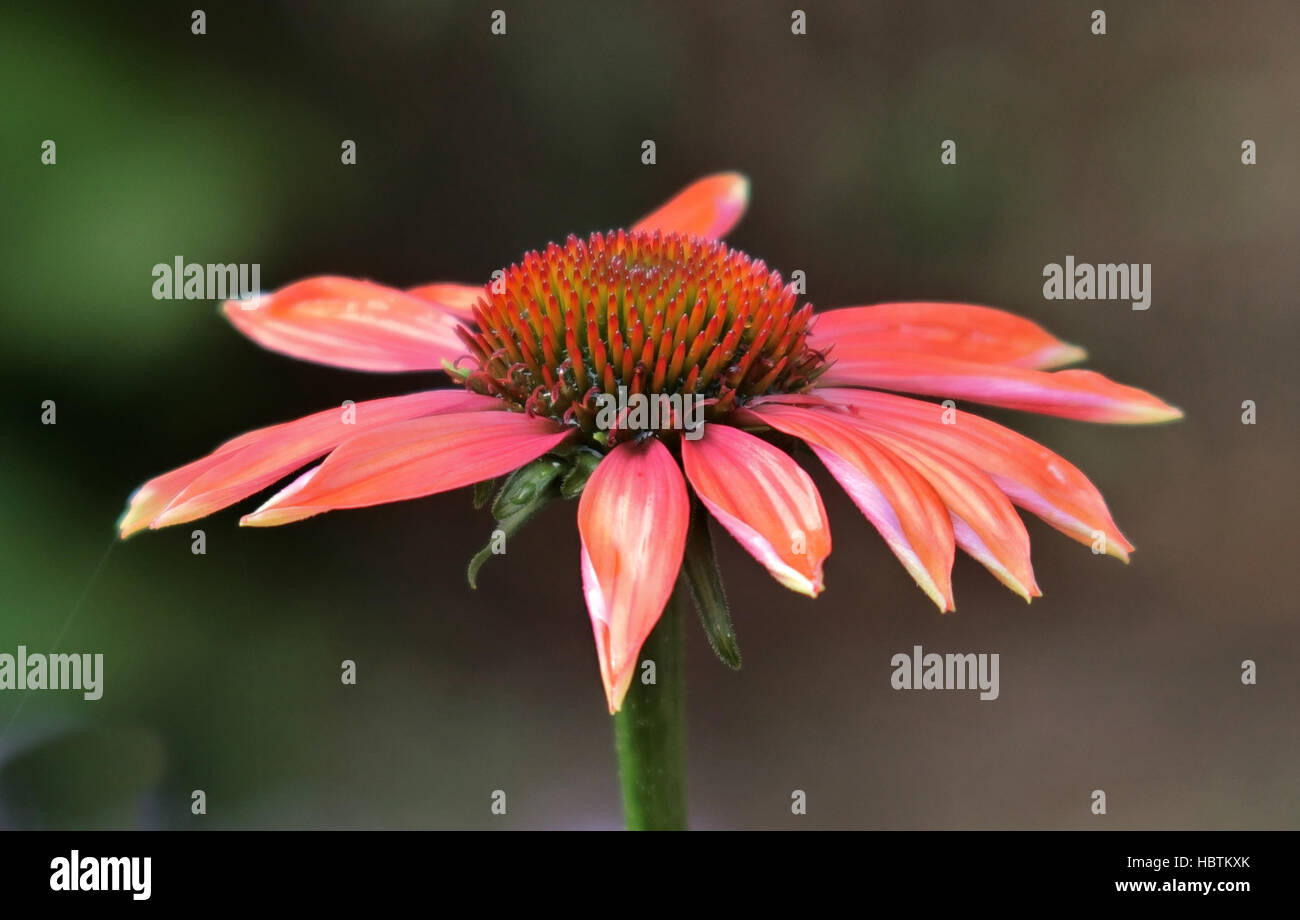 Echinacea x hybrida 'Cheyenne Spirit' in Flower Stock Photo Alamy