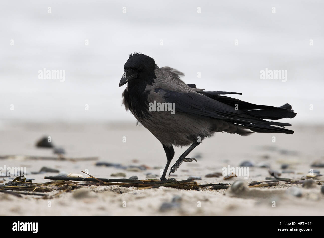 Hooded Crow stormy weather Stock Photo
