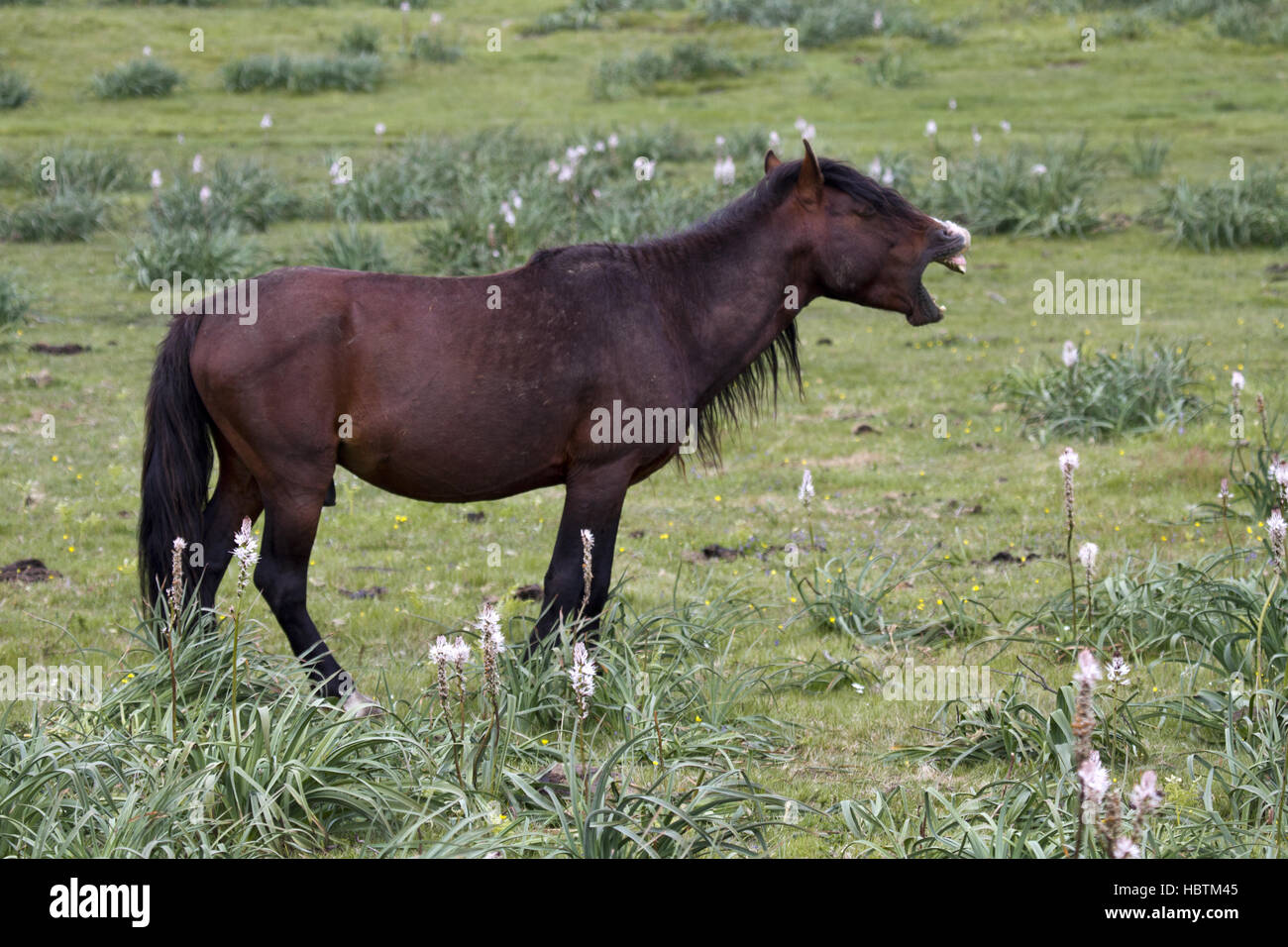 neighing wild horse Stock Photo