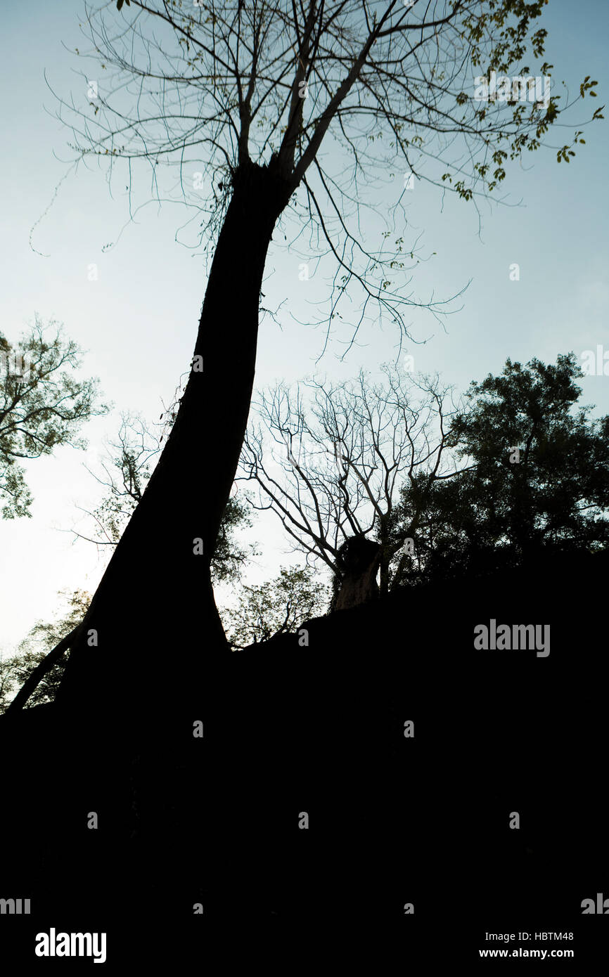 Silhouette of trees and ruins early in the morning at Ta Prohm, Angkor Stock Photo