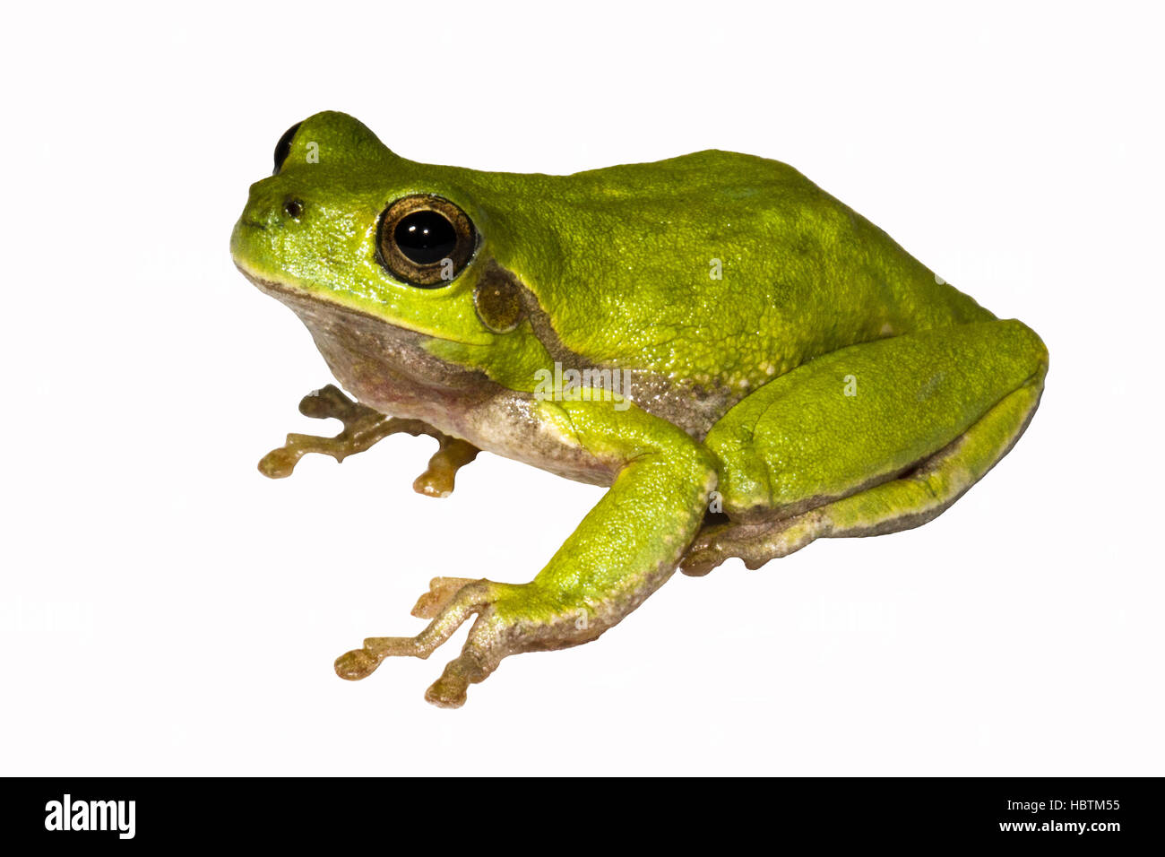 tyrrhenian tree frog Stock Photo