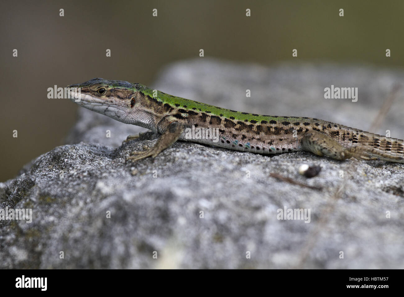 italian wall lizard Stock Photo