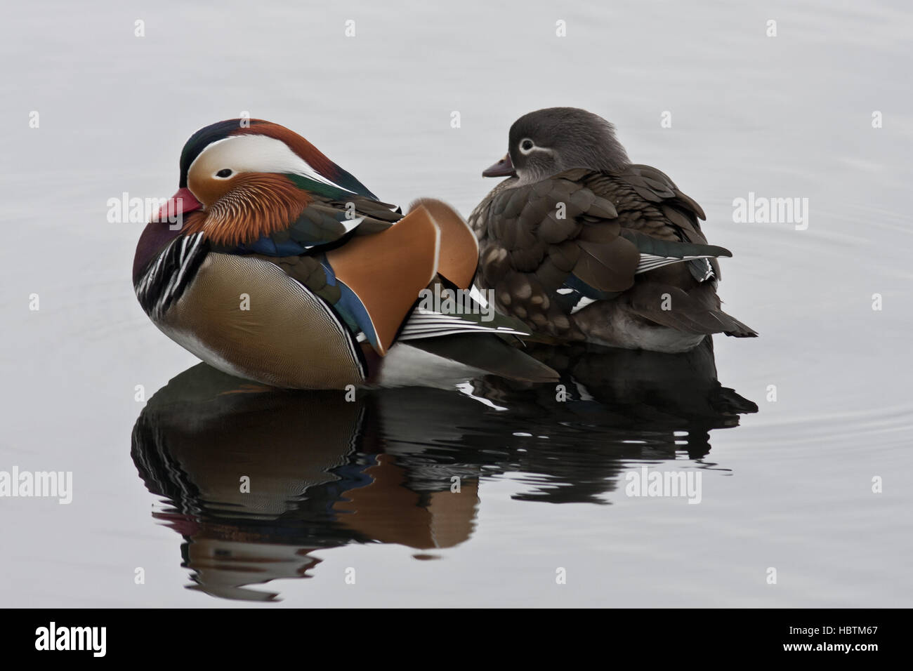 mandarin duck pair Stock Photo