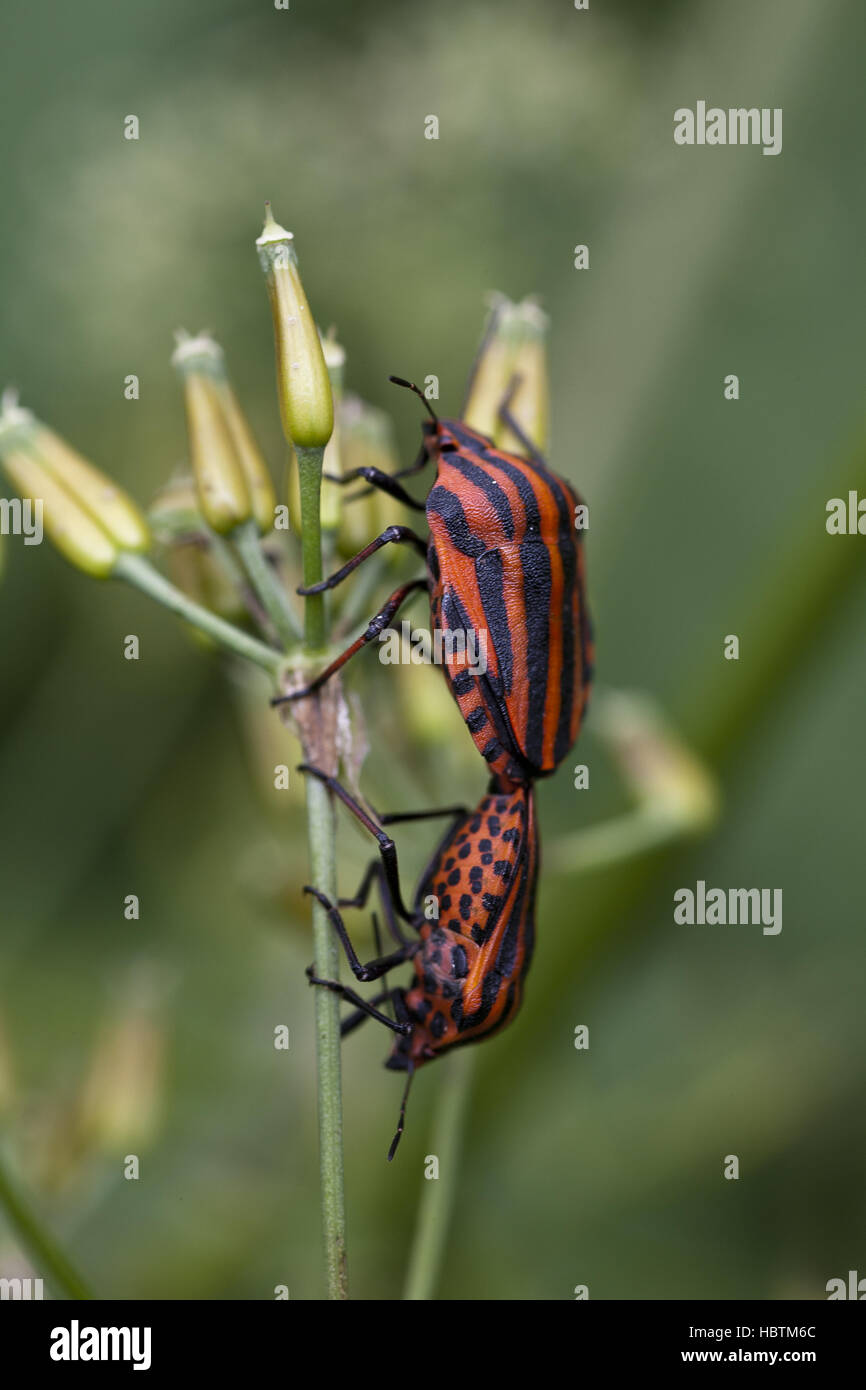shield bug mating Stock Photo Alamy