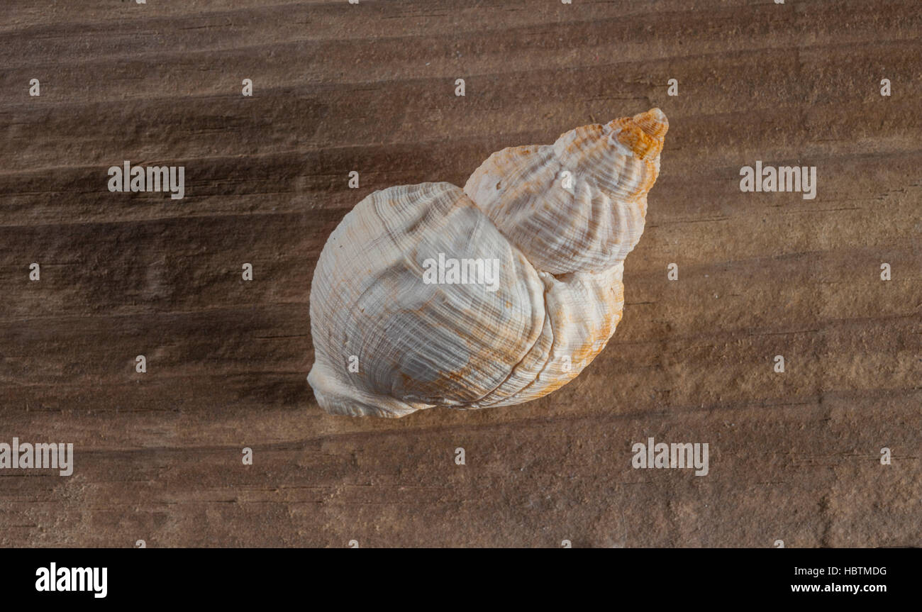 Whelk shell in studio Stock Photo