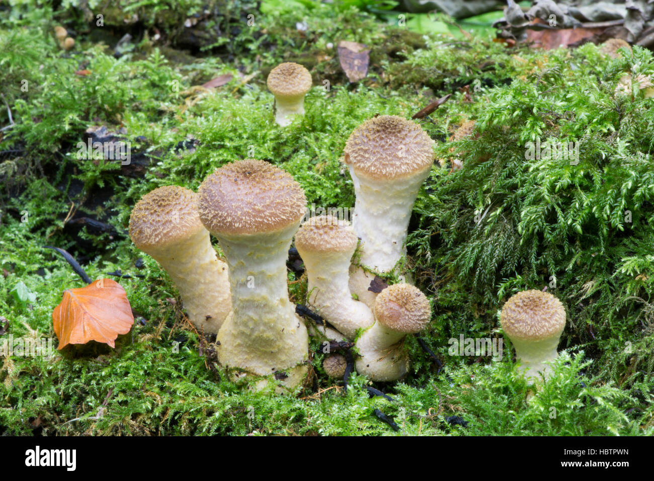 Honey Fungus or Boot-lace Fungus, Probably Armillaria gallica due to bulbous stem  New. fruitbody emerging, Sussex, UK. October Stock Photo