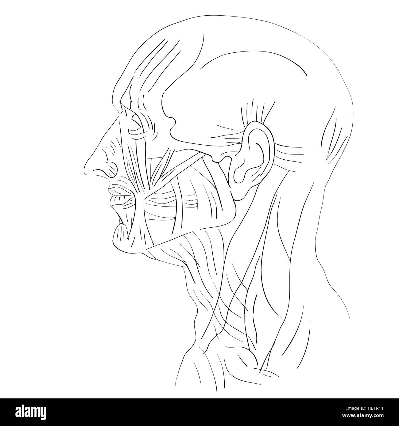 head muscles lateral Stock Photo