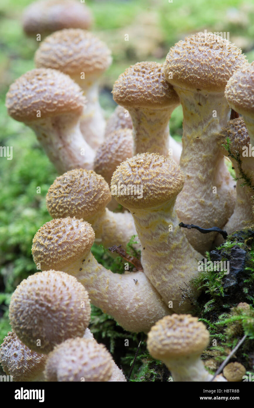Honey Fungus or Boot-lace Fungus, Probably Armillaria gallica due to bulbous stem  New. fruitbody emerging, Sussex, UK. October Stock Photo