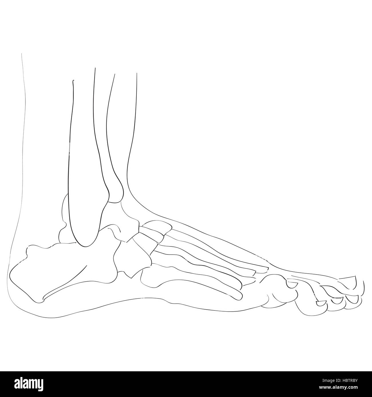 lateral view foot bones Stock Photo
