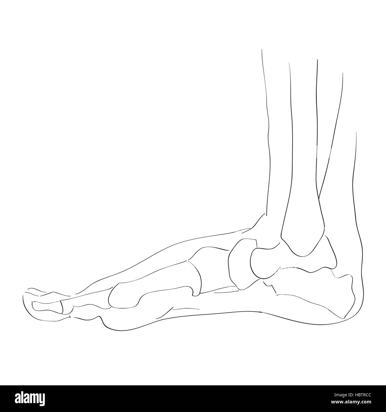 internal lateral view foot bones Stock Photo