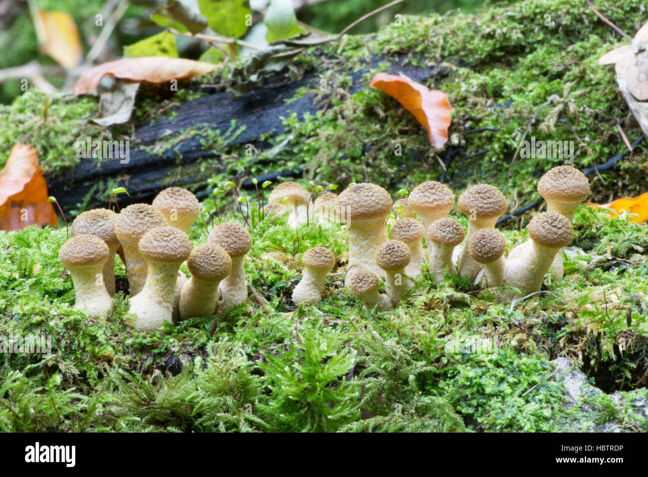 Honey Fungus or Boot-lace Fungus, Probably Armillaria gallica due to ...