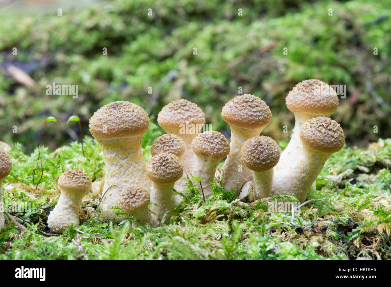 Honey Fungus or Boot-lace Fungus, Probably Armillaria gallica due to bulbous stem  New. fruitbody emerging, Sussex, UK. October Stock Photo