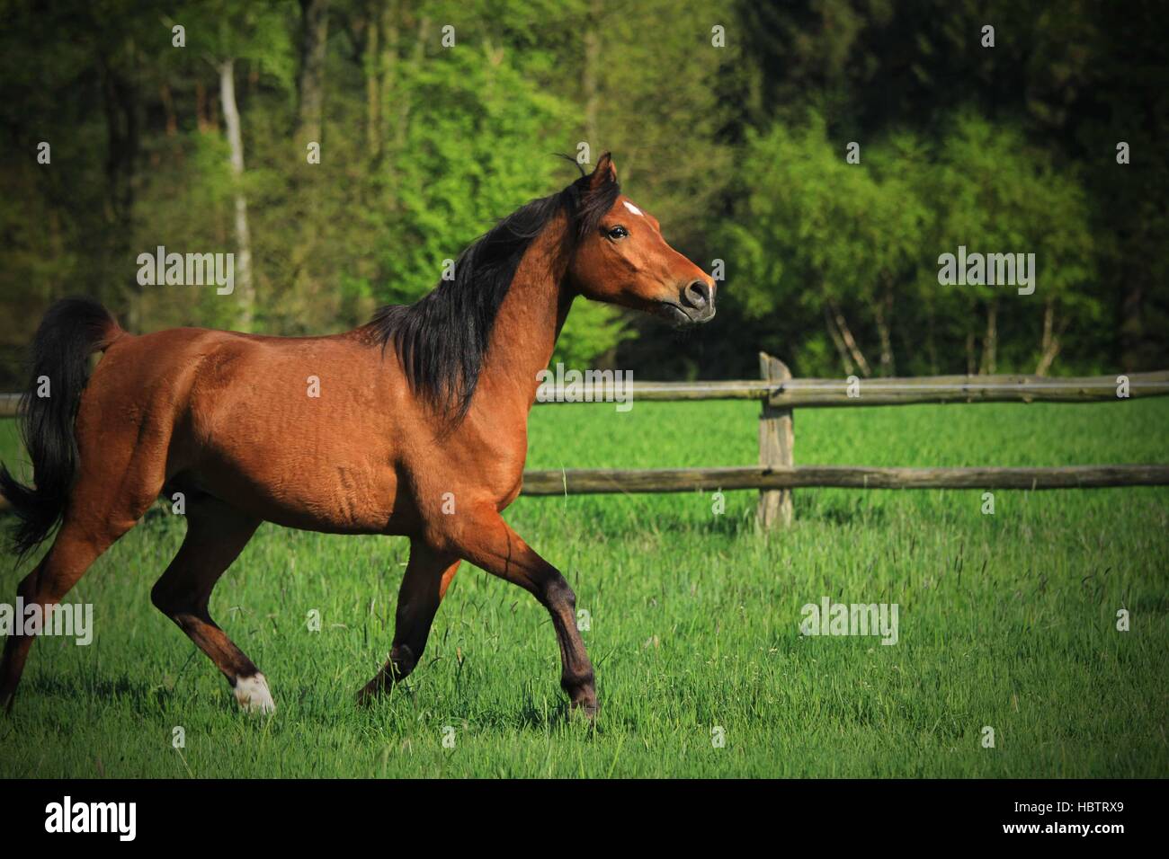Partbred arabian horse Stock Photo Alamy