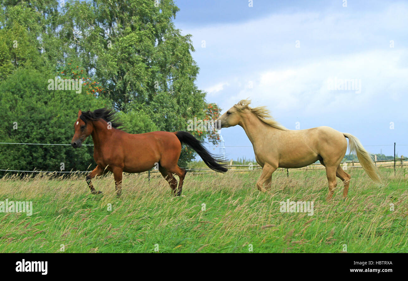 Partbred arabian horse and Quarter horse Stock Photo Alamy