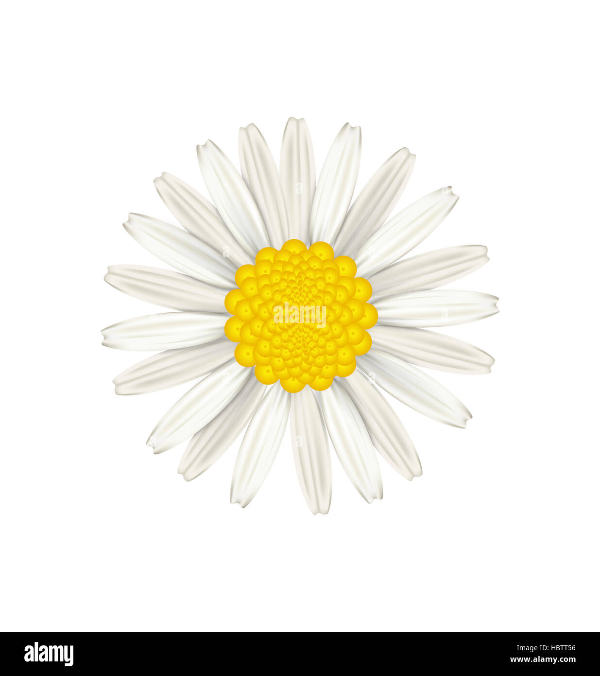 Camomile flower isolated on white background Stock Photo - Alamy