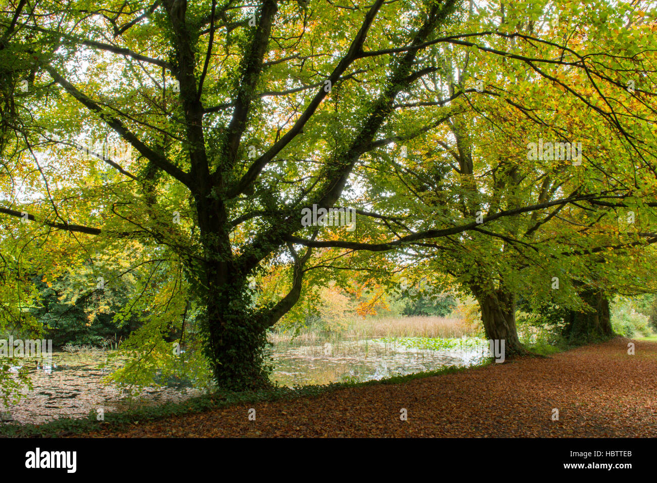 Common Beech trees and ponds at The Warren, South Harting, West Sussex
