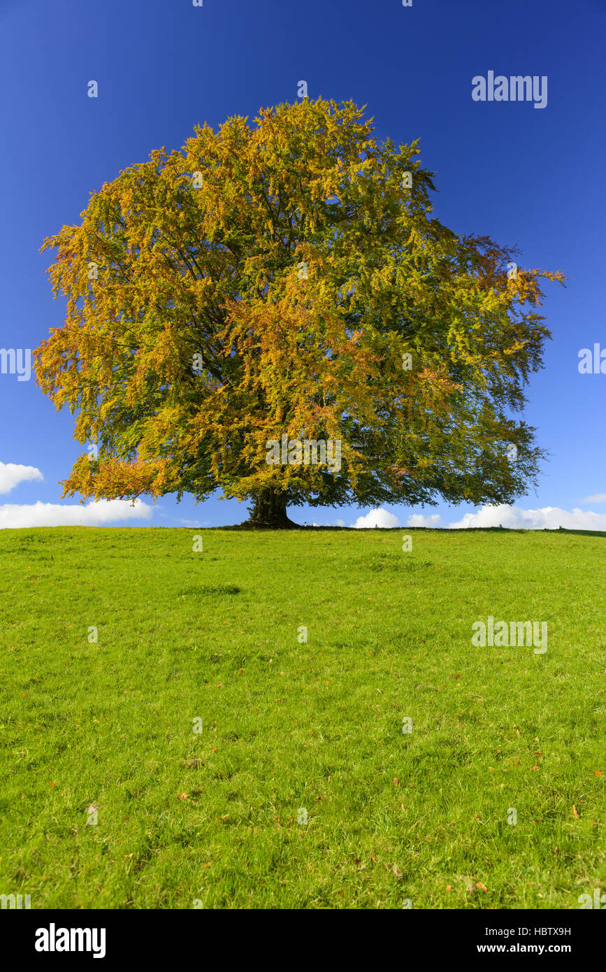 single big beech tree at autumn Stock Photo