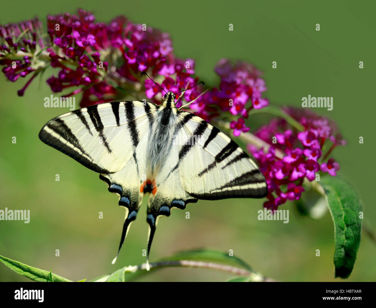 white and black butterfly on violet flower Stock Photo